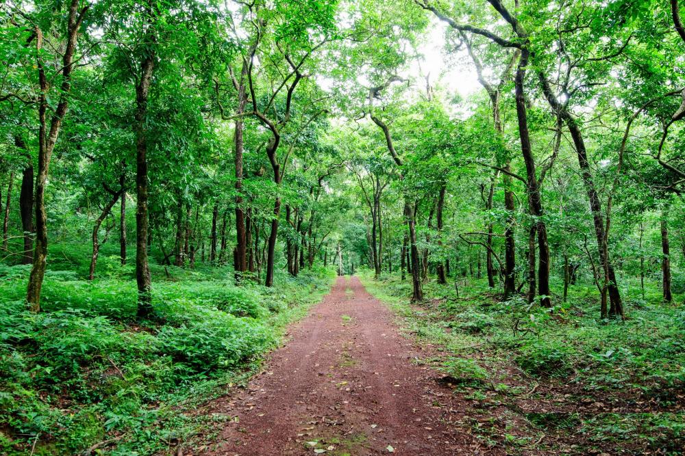 Forest trail in Goa